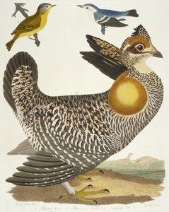 Vogels 27. 1. Pinnated Grous. 2. Blauwgroene zanger. 3. Nashville W., 1808-1814